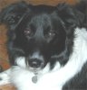 picture of Loyd the handsome border collie