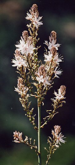Asphodel in full flower