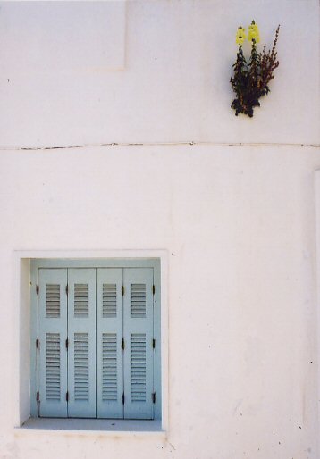 Wallflower and shuttered window