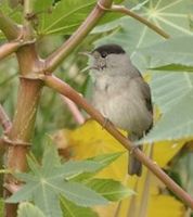 Blackcap