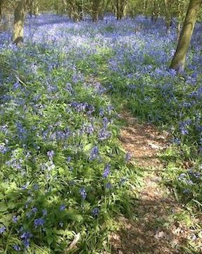 Bluebells in Hambleton Woods