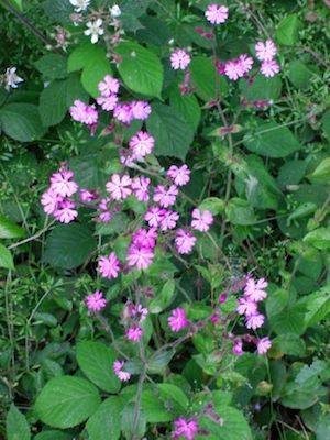 Campions in Hambleton Woods