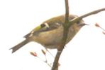 Goldcrest