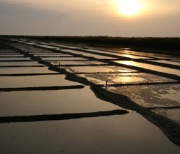 Salt pans, Ile de Re